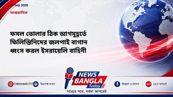 ফসল তোলার ঠিক আগমুহূর্তে ফিলিস্তিনিদের জলপাই বাগান ধ্বংস করল